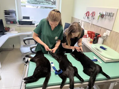 ANAVET PRZYCHODNIA WETERYNARYJNA